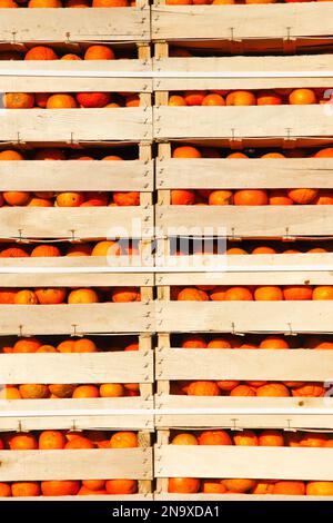 Scatole di arance, utilizzate per la battaglia di arance di Ivrea Foto Stock