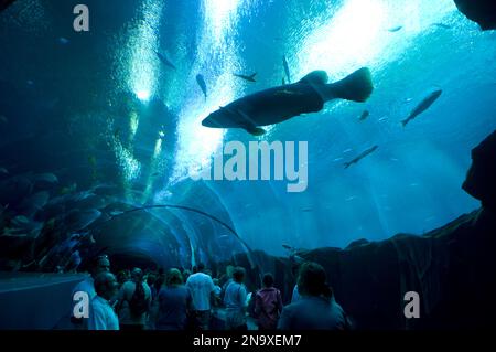 Le persone esplorano il Georgia Aquarium; Atlanta, Georgia, Stati Uniti d'America Foto Stock