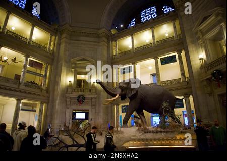 All'interno dello Smithsonian Museum of Natural History; Washington, District of Columbia, Stati Uniti d'America Foto Stock