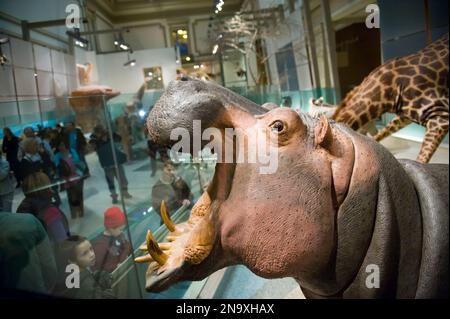 All'interno dello Smithsonian Museum of Natural History; Washington, District of Columbia, Stati Uniti d'America Foto Stock