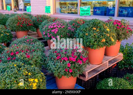 Mercato Basket negozio nel Nord Quabbin Commons in Athol, ma Foto Stock