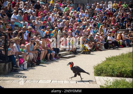 Un vulnerabile becco del Sud (Bucorvus leadbeateri) intrattiene una folla al le Parc des Oiseaux, un parco ornitologico nella città di Villars Les Domb... Foto Stock