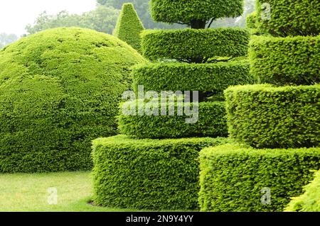 Arbusti scolpiti in un giardino topiario; Longwood Gardens, Pennsylvania. Foto Stock