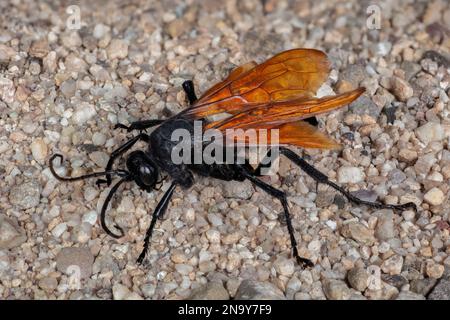 Tarantula Hawk Un tarantula hawk è un wasp di ragno (Pompilidae) Foto Stock