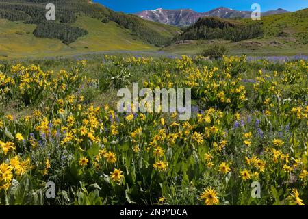 Wildflower Meadow - Mule's Ears & Lupin - Crested Butte, CO Foto Stock