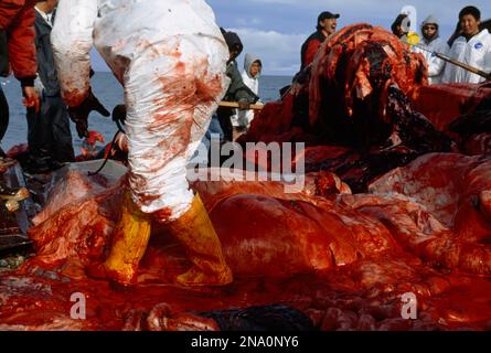 I cacciatori di Inuit macellano una carcassa di balena; North Slope, Alaska, Stati Uniti d'America Foto Stock