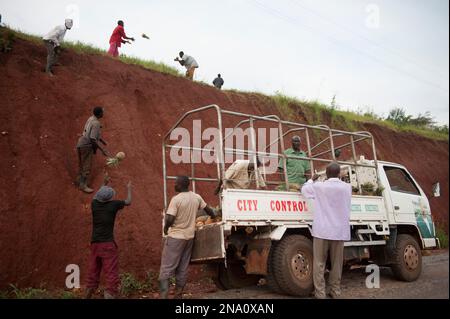 Gli uomini raccolgono ananas in Uganda, Africa; Repubblica di Uganda, Africa Foto Stock