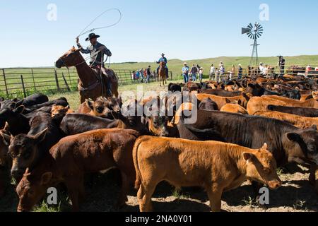 Allevatori che lavorano con il bestiame; Burwell, Nebraska, Stati Uniti d'America Foto Stock