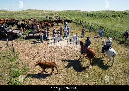 Allevatori che lavorano con il bestiame; Burwell, Nebraska, Stati Uniti d'America Foto Stock