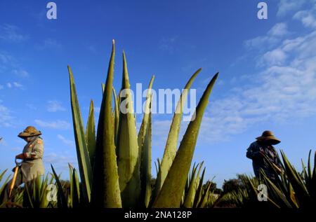 Vista ravvicinata di uno stabilimento di aloe in un campo di aloe, dove molti lavoratori sono stranieri residenti, cittadini messicani con carte verdi che consentono loro di wor... Foto Stock
