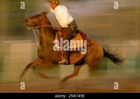 Un cowboy a cavallo alza un lazo; Pantanal, Brasile Foto Stock