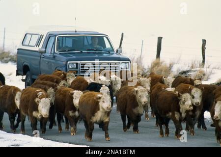 Spostare il bestiame lungo la strada in un ranch, vicino a Probect, California, USA; California, Stati Uniti d'America Foto Stock