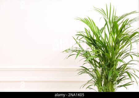 Bella pianta di palma vicino parete bianca all'interno, spazio per il testo. Decorazione della casa Foto Stock