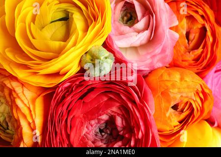 Bella fiori di ranuncolo fresco come sfondo, vista dall'alto. Decorazioni floreali Foto Stock
