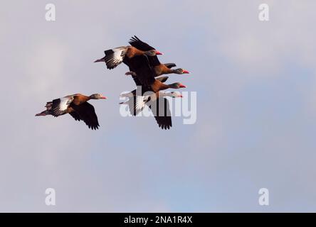 Il gregge di anatre volanti dalla ventre nera al Brazos Bend state Park, Texas Foto Stock