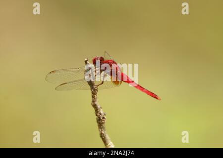 Belle farfalle, libellule e Beetles in Sri Lanka, visita Sri Lanka Foto Stock