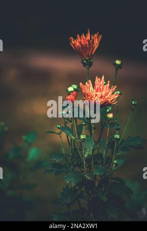 Fiore di Coimbatore, fiore giardino del Bangladesh, fuoco selettivo, sfondo sfocato Foto Stock