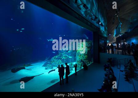 I turisti si siedono e si alzano a guardare la grande vasca nel Blue Planet Aquarium; Copenhagen, Danimarca Foto Stock