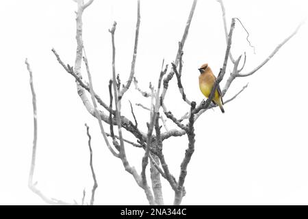 Un waxwing di cedro siede appollaiato in alto nei rami di una caffetteria del kentucky su una mattina di febbraio nebbiosa. Bianco e nero con spruzzi di colore. Foto Stock