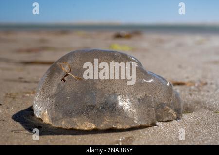 Primo piano meduse sulla spiaggia sabbiosa nel parco nazionale australiano Foto Stock