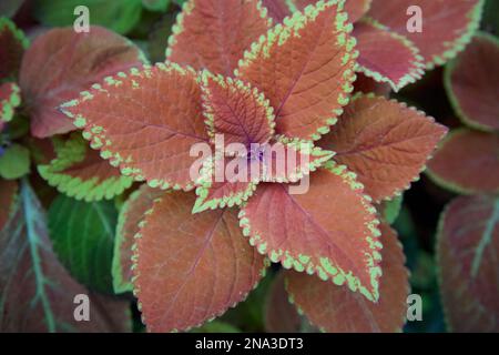 Pianta di coleo arcobaleno con foglie rosse, rifinita con verde chiaro. Foto Stock
