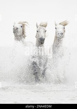 I cavalli bianchi della Camargue in esecuzione fuori dall'acqua; Camargue, Francia Foto Stock