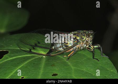 Chorus cicada (Amphisalta zelandica) emergente da esuvia Foto Stock