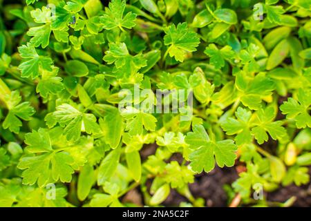 Primo piano di prezzemolo giovane crescente. Nel letto del giardino cresce una vegetazione satura e succosa Foto Stock