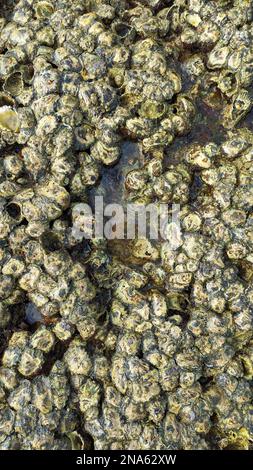 Primo piano di vongole di ostriche e barnacoli sulle rocce in una spiaggia con bassa marea Foto Stock