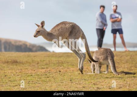 I canguri girano liberamente mentre i turisti guardano a Emerald Beach; Emerald Beach, New South Wales, Australia Foto Stock