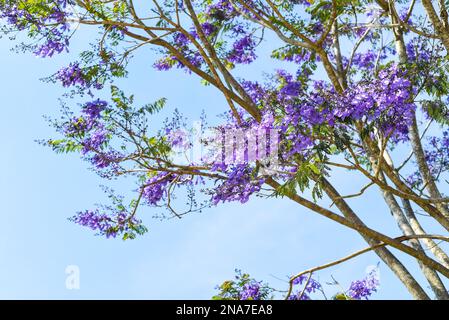 Ramo dell'albero di Jacaranda che cresce contro il cielo blu in da Lat Vietnam in primavera Foto Stock