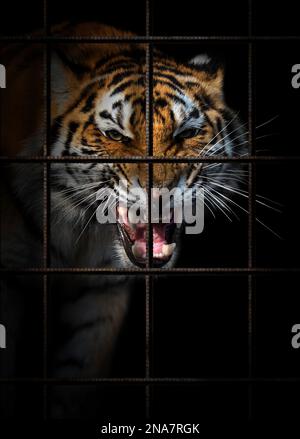 Tigre in gabbia di ferro su sfondo nero. Concetto di diritti degli animali Foto Stock