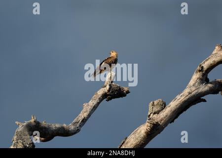 Un'ampia ripresa ambientale di un uccello australiano adulto fischiante Kite -Haliastur sphenurus- appollaiato su un vecchio albero al buio, tempestoso, alla luce del mattino Foto Stock