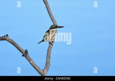 Un uccello australiano immaturo del Sacro Kingfisher - Todiramphus sanctus - arroccato su un ramo dell'albero in un fiume di marea blu nella mattina presto ha coperto la luce Foto Stock