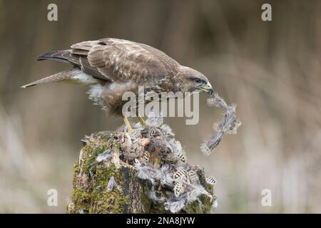 Buzzard Buteo buteo comune, adulto che mangia su fagiano comune Phasianus colchicus, adulto femmina, Suffolk, Inghilterra, febbraio Foto Stock