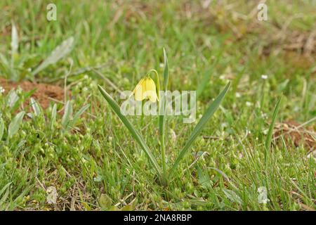 Primo piano naturale su una fioritura di campane gialle Fritillaria pudica in una prateria nella gola del fiume Columbia, Oregon Foto Stock