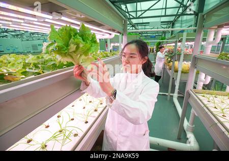 HUZHOU, CINA - 13 FEBBRAIO 2023 - Un operaio si prende cura di verdure senza acqua al Baiyuankang Plant Dream Factory a Dongheng Village, Luoshe Town, De Foto Stock