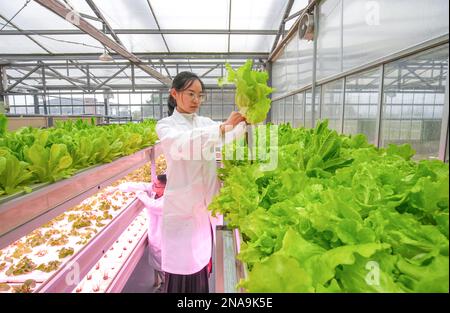 HUZHOU, CINA - 13 FEBBRAIO 2023 - Un operaio si prende cura di verdure senza acqua al Baiyuankang Plant Dream Factory a Dongheng Village, Luoshe Town, De Foto Stock