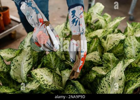 Donna che annaffiano bella pianta domestica a casa, primo piano. Foto Stock