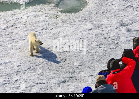 Curioso orso polare (Ursus maritimus) si avvicina alla prua della nave, esploratore del National Geographic, mentre i turisti vedono e scattano fotografie; Svalbard, Norvegia Foto Stock