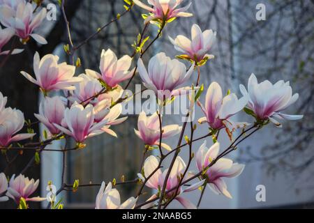 ramo di magnolia fiorente. primo piano sfondo natura all'inizio della primavera Foto Stock