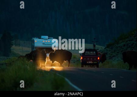 Bison attraversa una strada di fronte a un veicolo ricreativo. Foto Stock