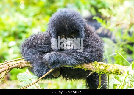 Ritratto di un gorilla orientale giovanile (Gorilla beringei) sdraiato su un ramo di albero che si rilassa nella giungla; Ruanda, Africa Foto Stock