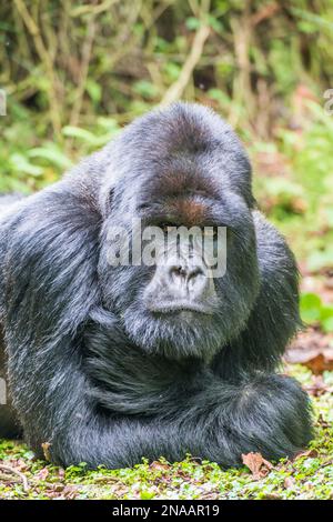 Ritratto di un gorilla orientale maschile (Gorilla beringei) sdraiato sull'erba e guardando la macchina fotografica; Ruanda, Africa Foto Stock