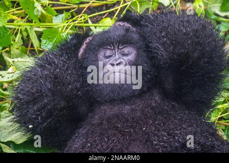 Ritratto di un gorilla orientale giovanile (Gorilla beringei) sdraiato sulla schiena tra le foglie, dormendo nella giungla; Ruanda, Africa Foto Stock