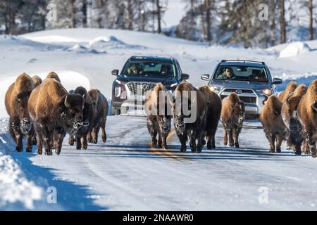 Branco di bisonti americani (Bison bison) che cammina lungo il centro dell'autostrada in inverno, bloccando il traffico nel parco nazionale di Yellowstone Foto Stock