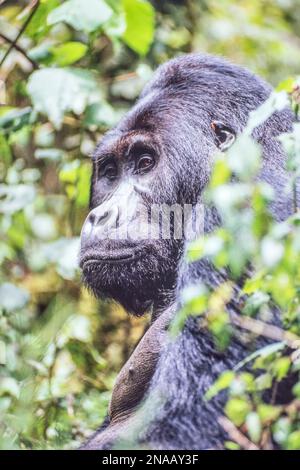 Ritratto ravvicinato di un gorilla orientale maschile (Gorilla beringei) attraverso le foglie della giungla; Ruanda, Africa Foto Stock