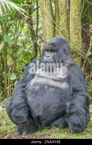 Ritratto di un gorilla orientale maschile (Gorilla beringei) seduto sul pavimento della foresta appoggiato agli alberi nella giungla; Ruanda, Africa Foto Stock