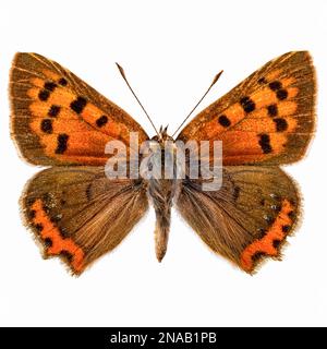 Lycaena phlaeas, il piccolo rame, rame americano, o la farfalla di rame comune Foto Stock