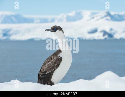 Shag dagli occhi azzurri (Phalacrocorax atriceps) in piedi sulla neve nel porto di Mikkelsen, arcipelago Palmer; Trinity Island, Antartide Foto Stock